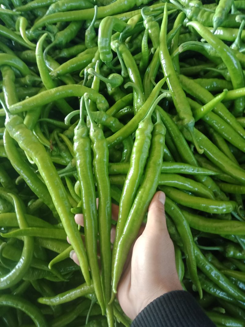 大金条，树椒，螺丝椒