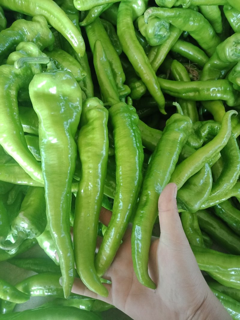 大金条，树椒，螺丝椒