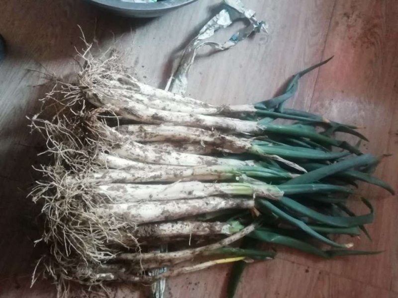 羊角葱大葱毛葱2cm左右25~30cm
