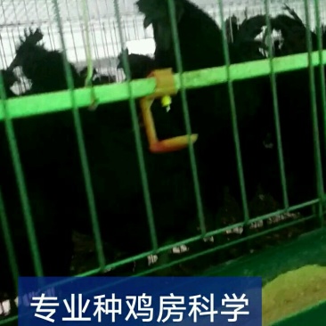 乌骨鸡种蛋乌蒙珍禽盐津乌骨鸡，鸡苗种蛋批发