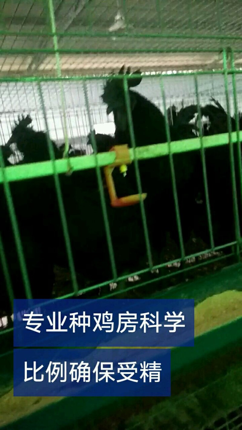 乌骨鸡种蛋乌蒙珍禽盐津乌骨鸡，鸡苗种蛋批发