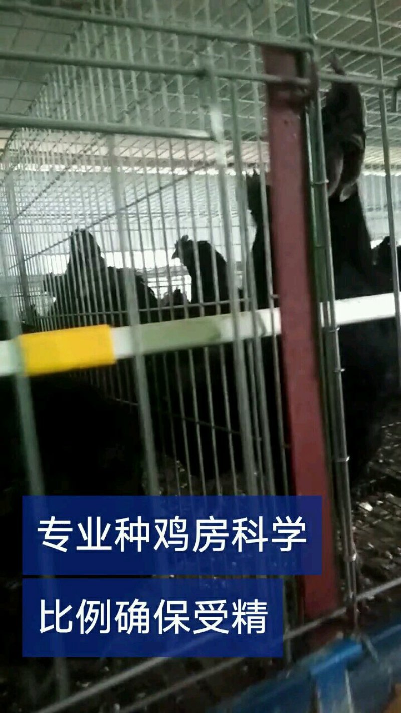 乌骨鸡种蛋乌蒙珍禽盐津乌骨鸡，鸡苗种蛋批发