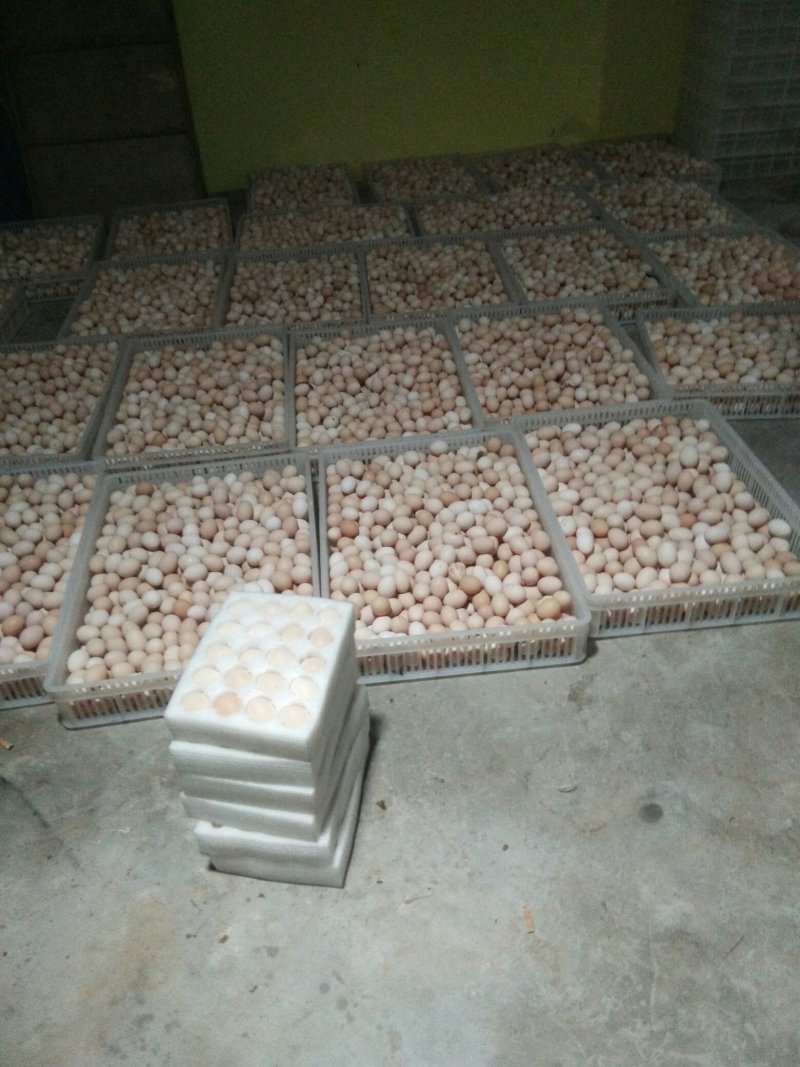 乌骨鸡种蛋乌蒙珍禽盐津乌骨鸡，鸡苗种蛋批发