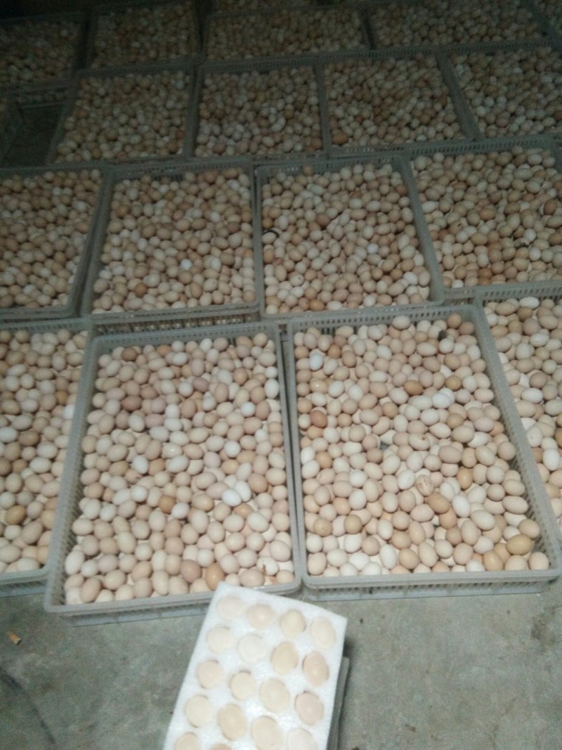 乌骨鸡种蛋乌蒙珍禽盐津乌骨鸡，鸡苗种蛋批发