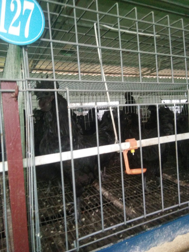 乌骨鸡种蛋乌蒙珍禽盐津乌骨鸡，鸡苗种蛋批发