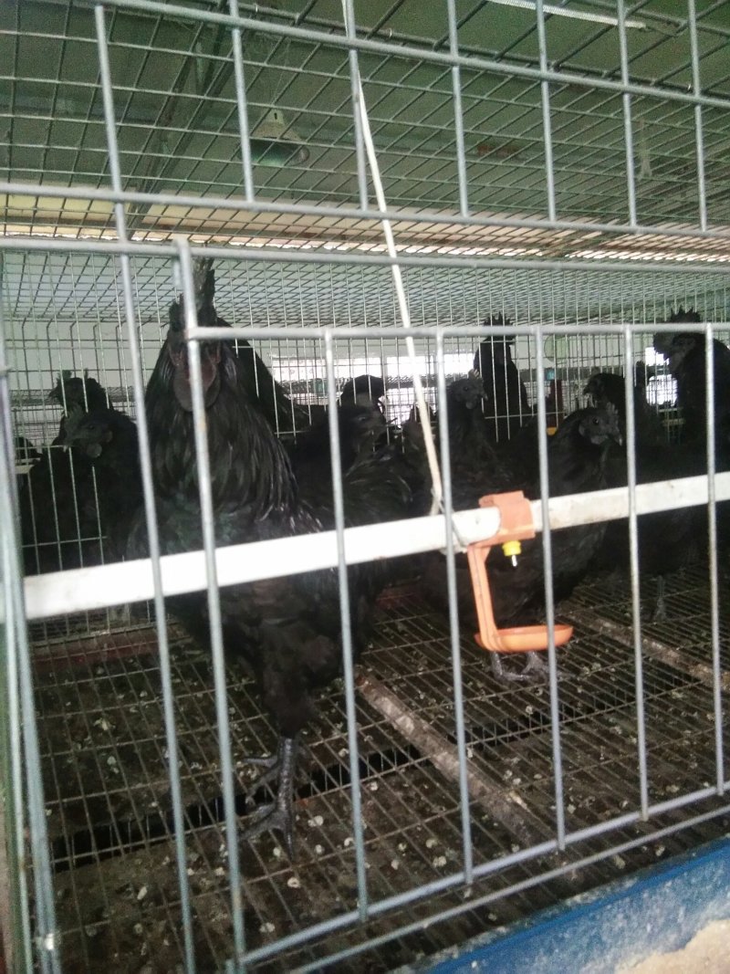 乌骨鸡种蛋乌蒙珍禽盐津乌骨鸡，鸡苗种蛋批发