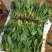 精品【小菠菜】散装精品大棚小菠菜！承接全国各地商家和超市