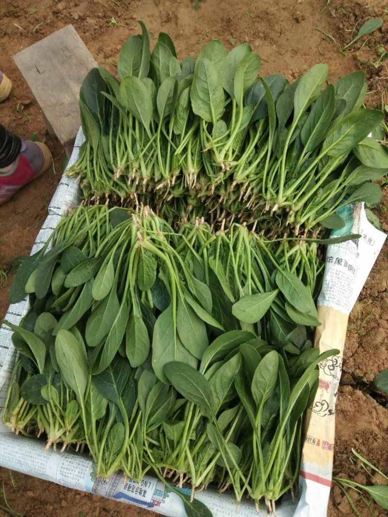 精品【小菠菜】散装精品大棚小菠菜！承接全国各地商家和超市