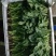 精品【小菠菜】散装精品大棚小菠菜！承接全国各地商家和超市
