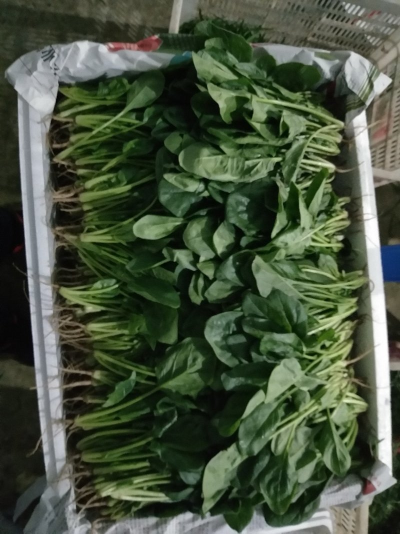 精品【小菠菜】散装精品大棚小菠菜！承接全国各地商家和超市