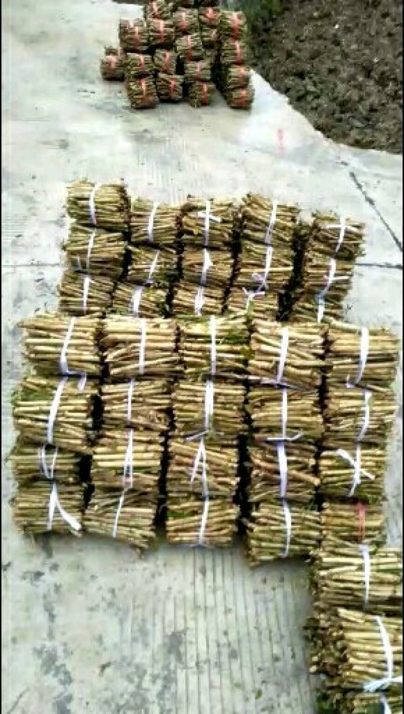 贵龙5号刺梨苗，刺梨支条