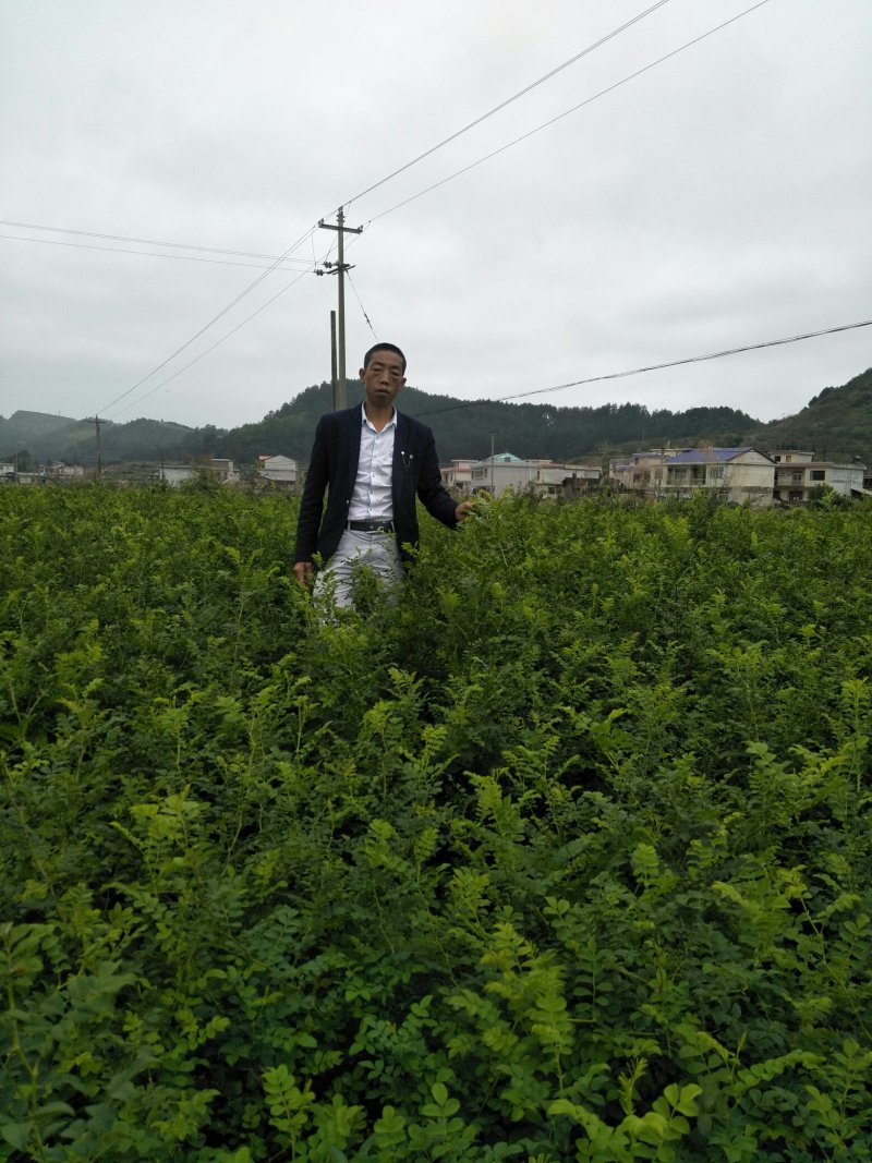 贵龙5号刺梨苗，刺梨支条
