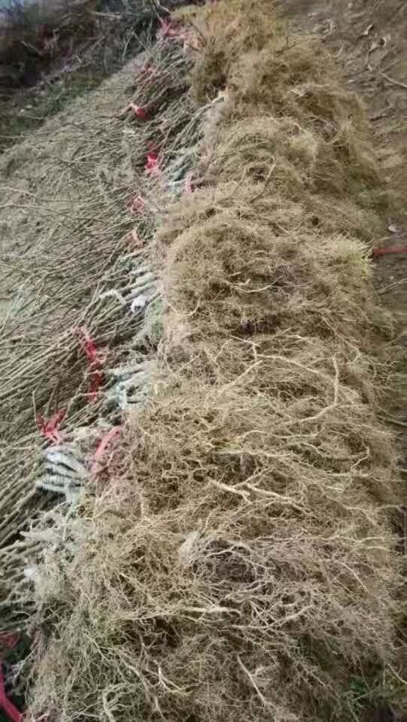 猕猴桃树苗金艳，品种苗，易成活，基地直销