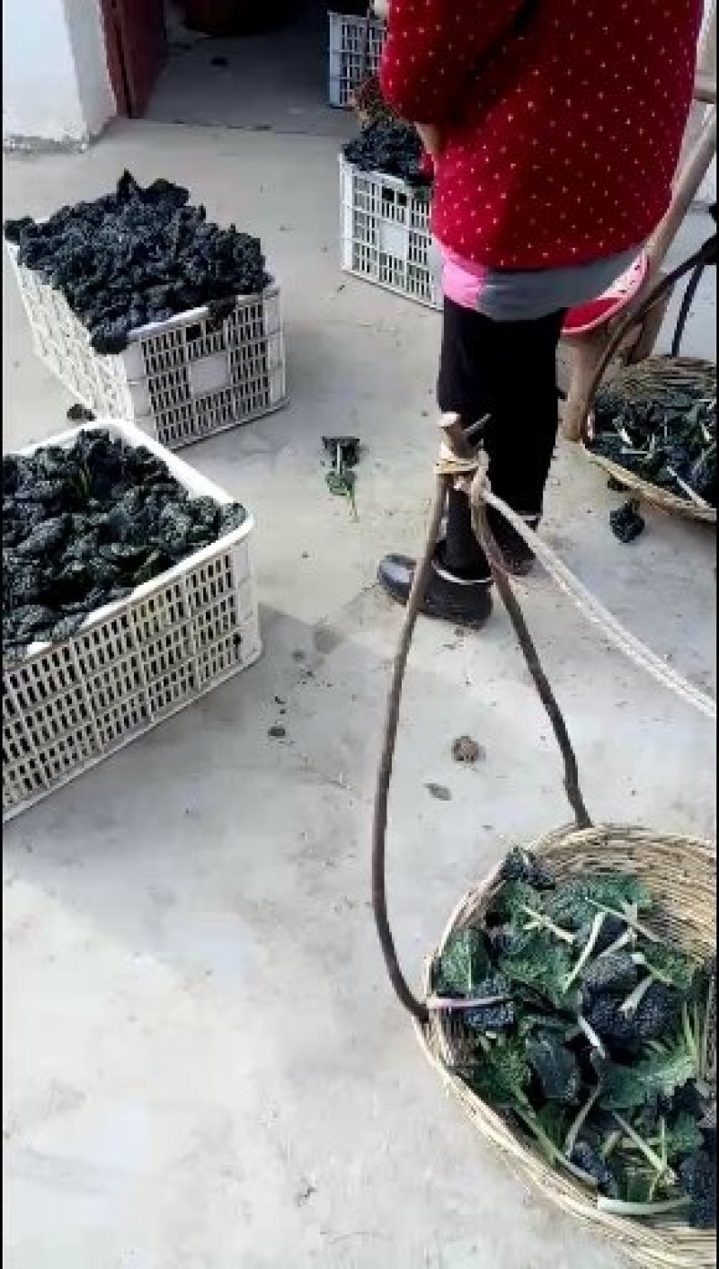湖北省随州青菜_泡泡青