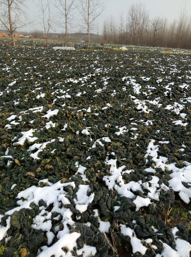 湖北省随州青菜_泡泡青