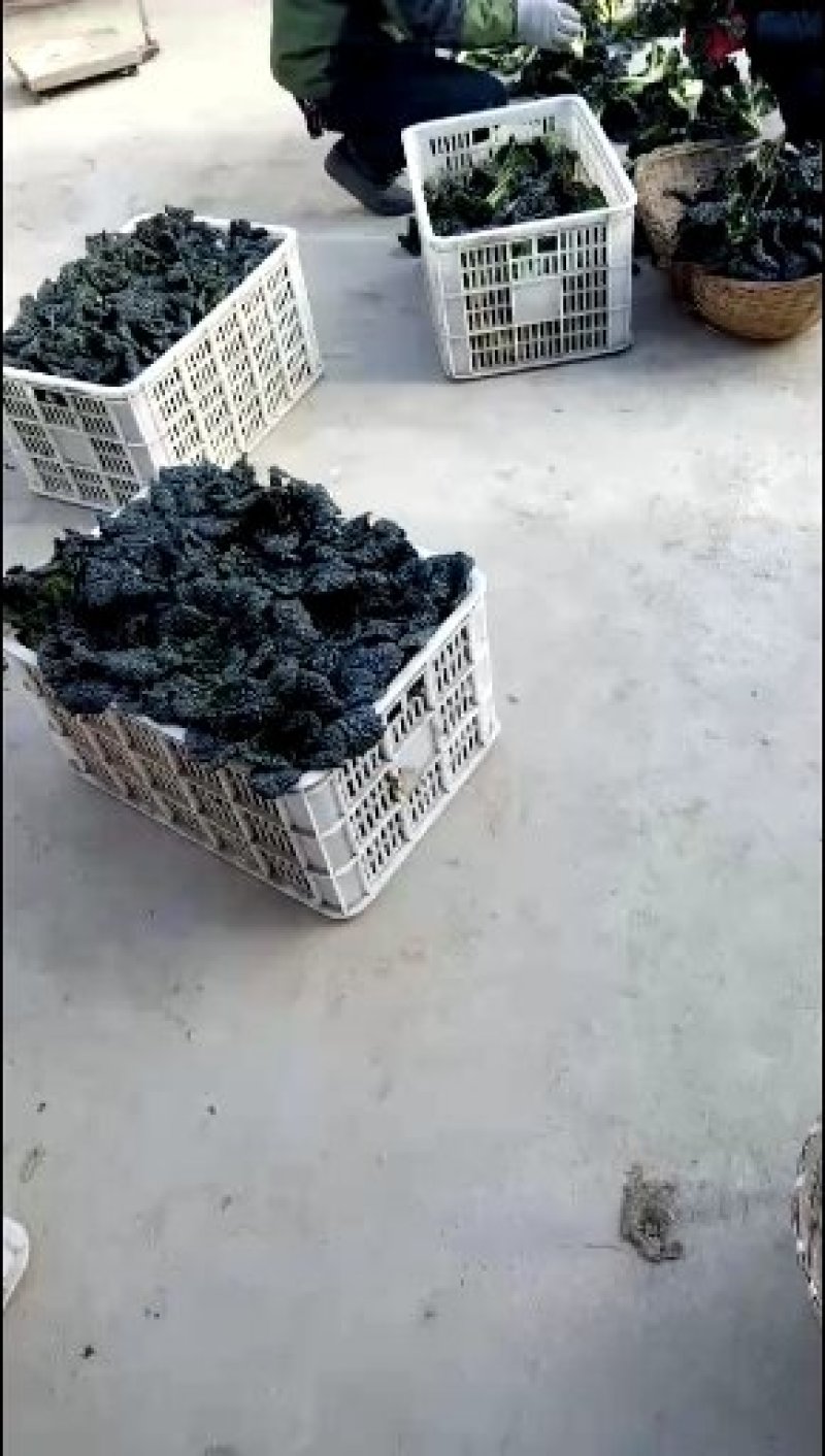 湖北省随州青菜_泡泡青