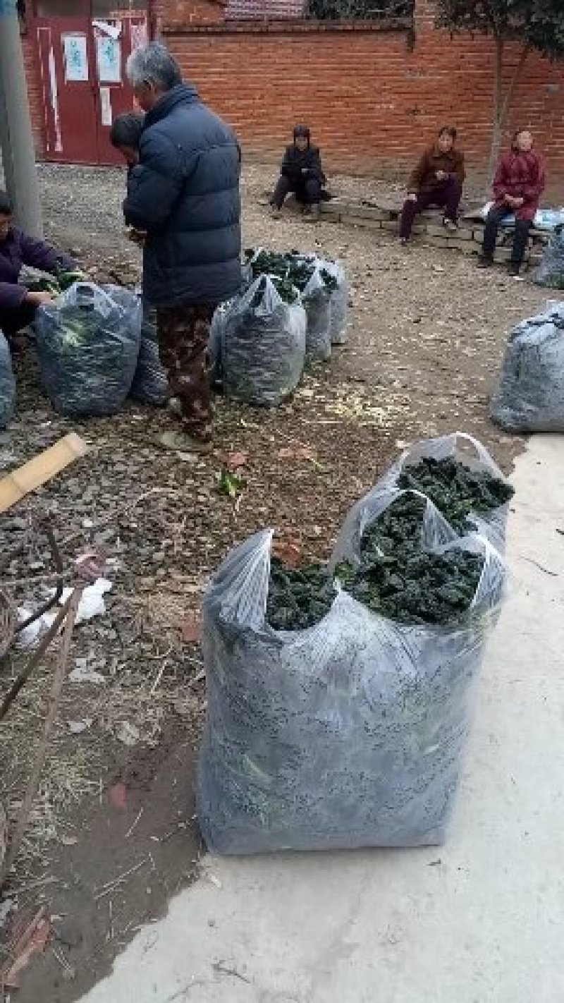 湖北省随州青菜_泡泡青