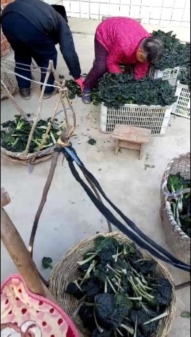 湖北省随州青菜_泡泡青