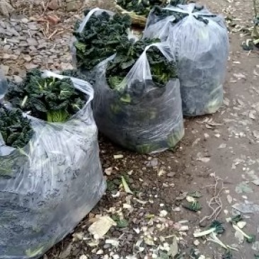 湖北省随州青菜_泡泡青