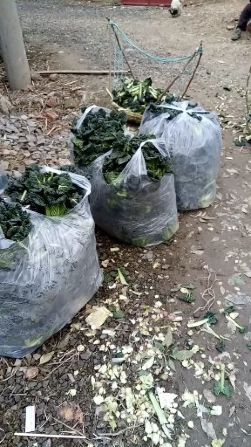 湖北省随州青菜_泡泡青
