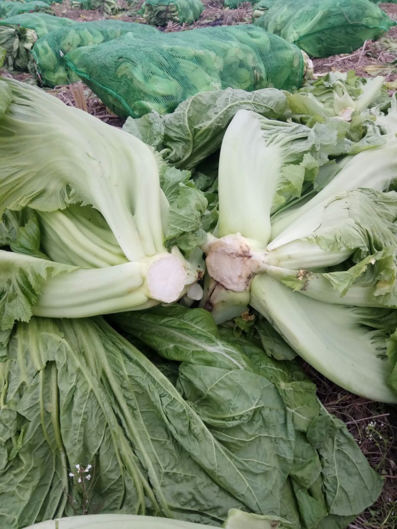 青菜