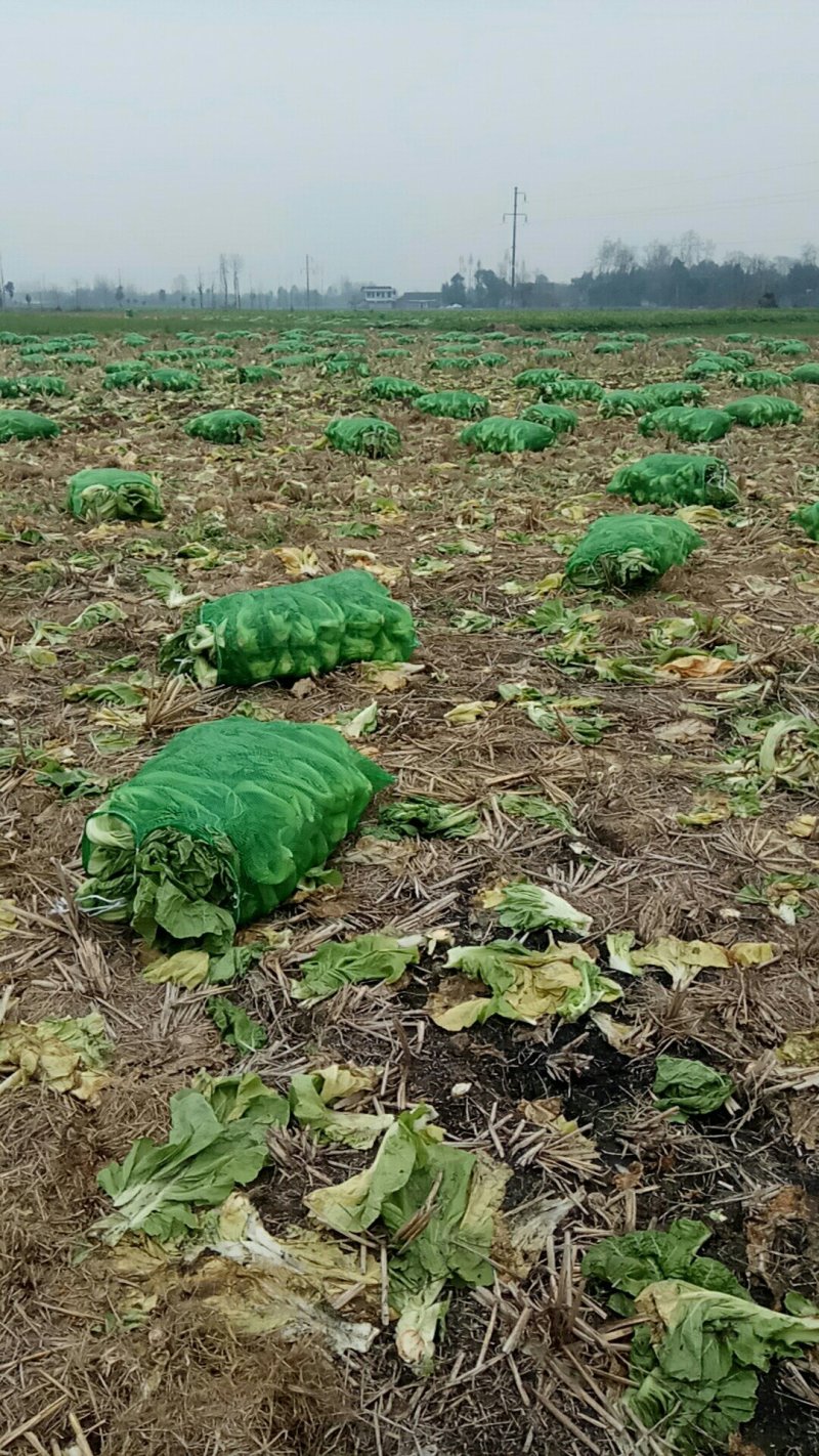 青菜