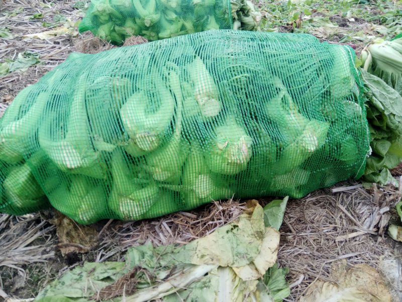 青菜