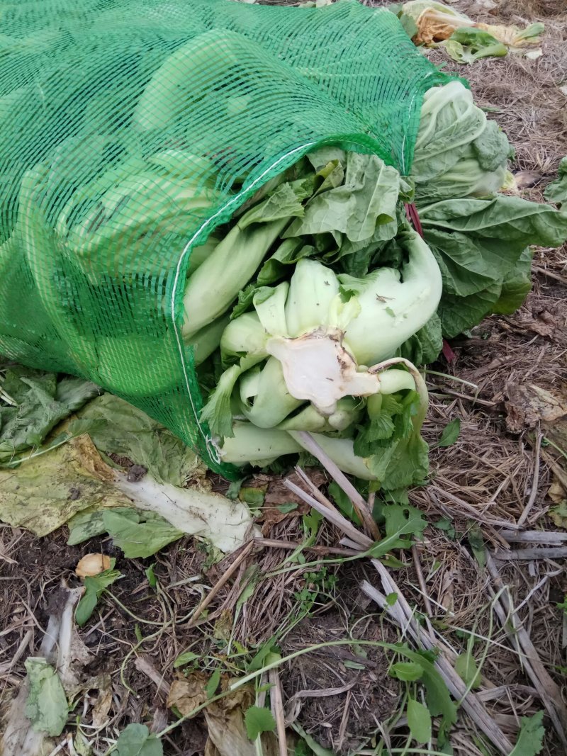青菜
