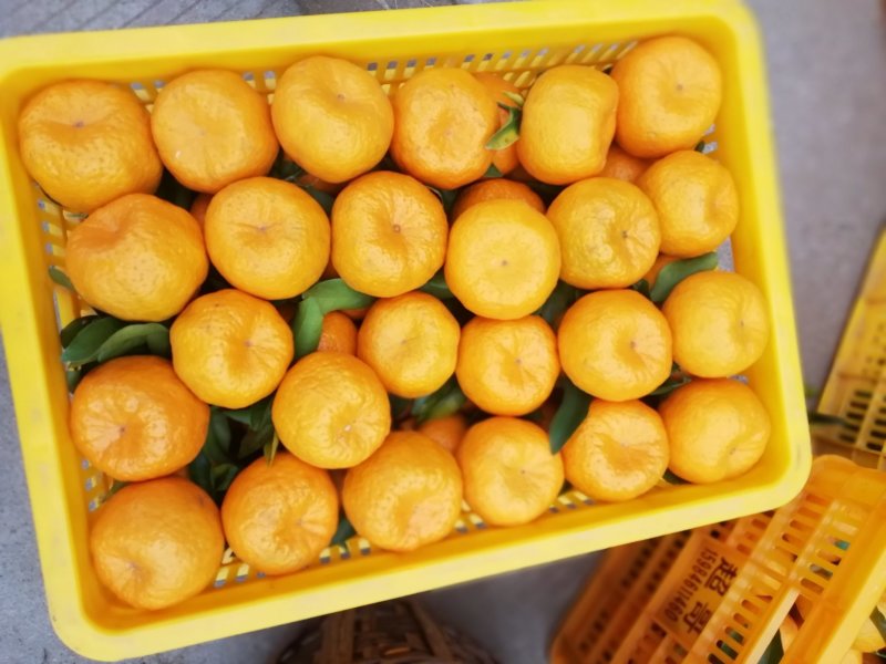 资中碰柑
