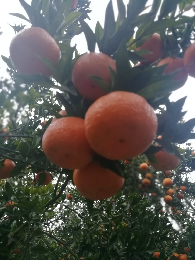 资中碰柑