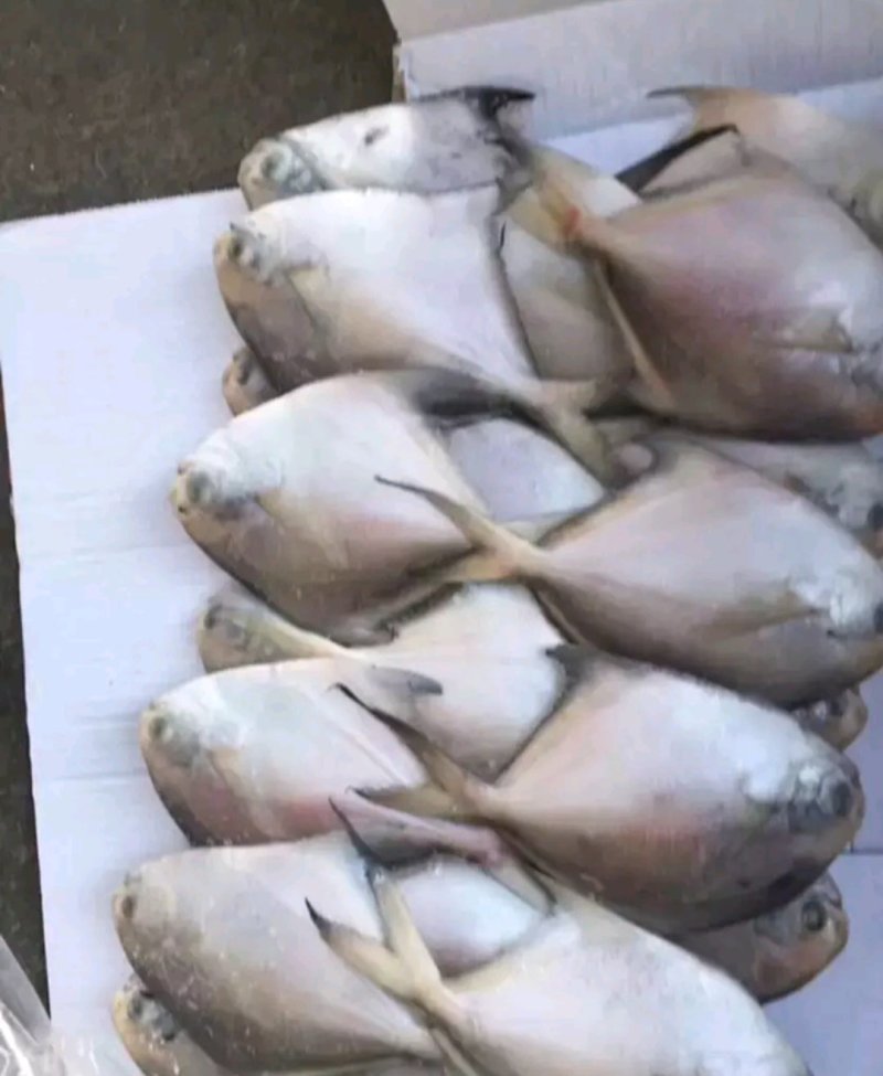 圣女果，各类刀鱼，套菜