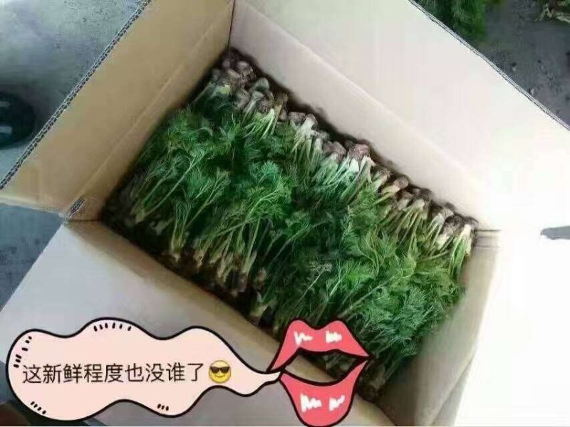 刺老芽礼盒年终巨惠