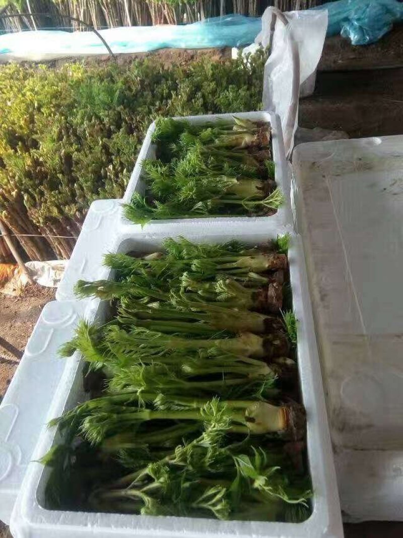刺老芽礼盒年终巨惠