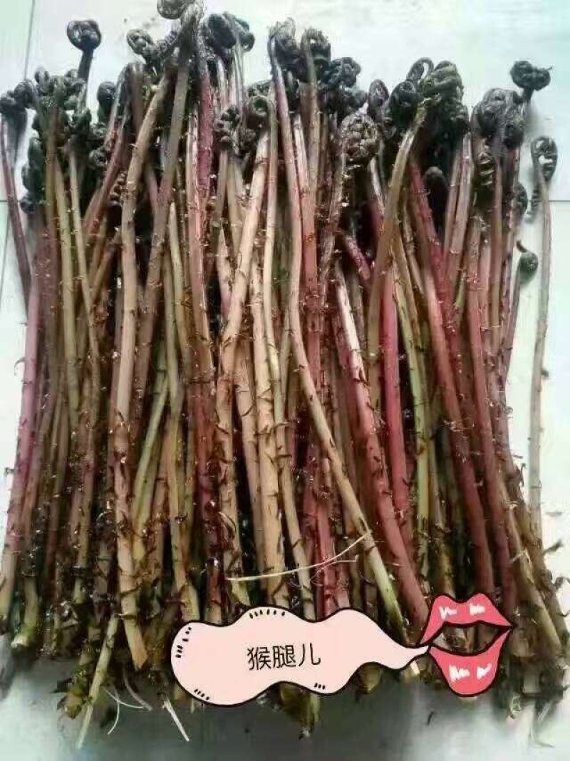 刺老芽礼盒年终巨惠