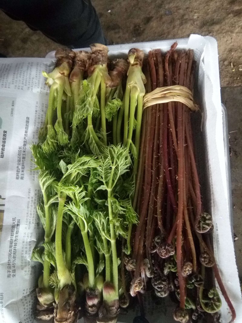 刺老芽礼盒年终巨惠