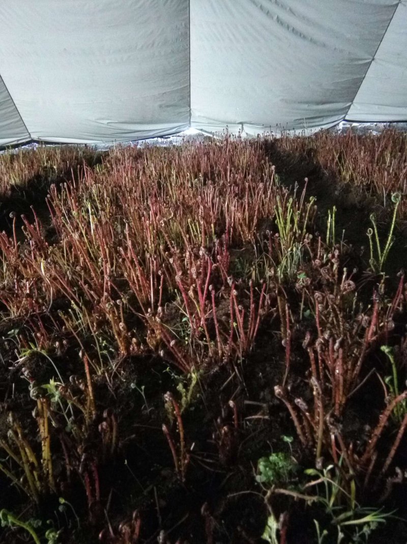 刺老芽礼盒年终巨惠