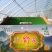 山野菜礼盒年终巨惠