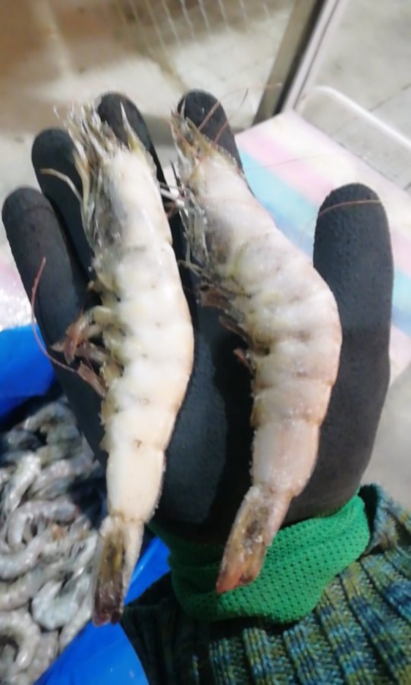 南美白虾