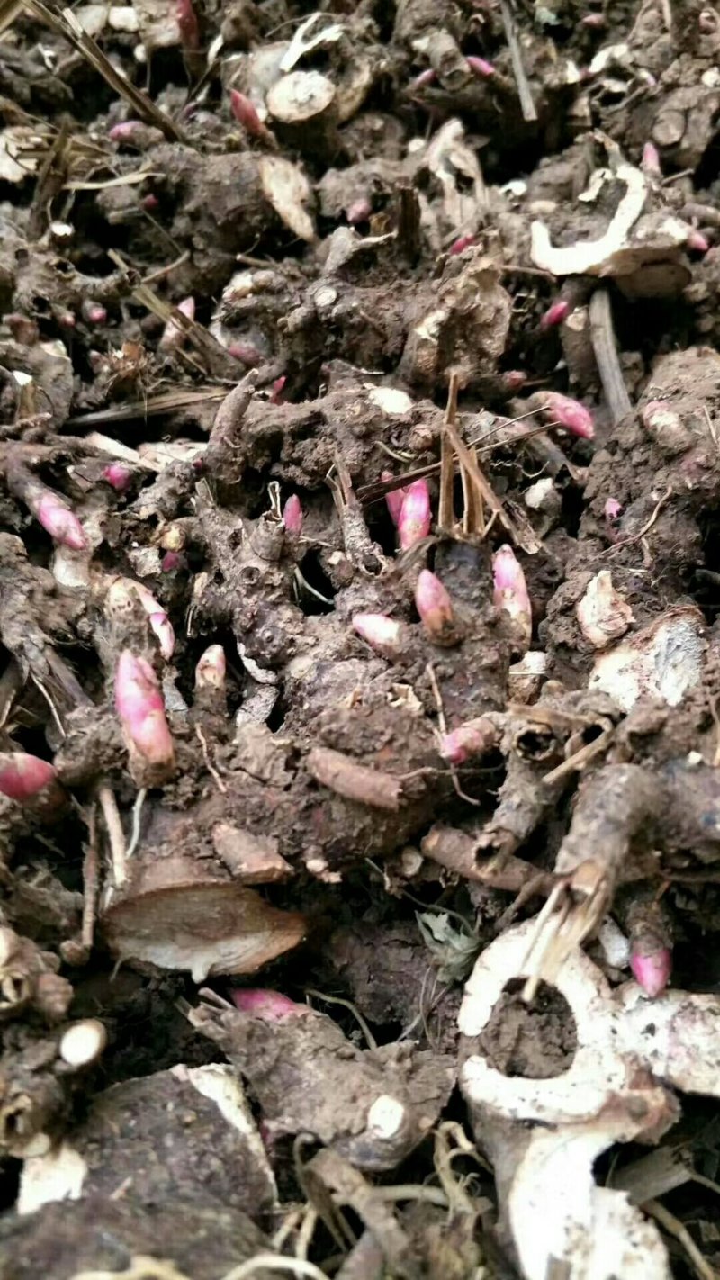 白勺芽，各种药材种苗