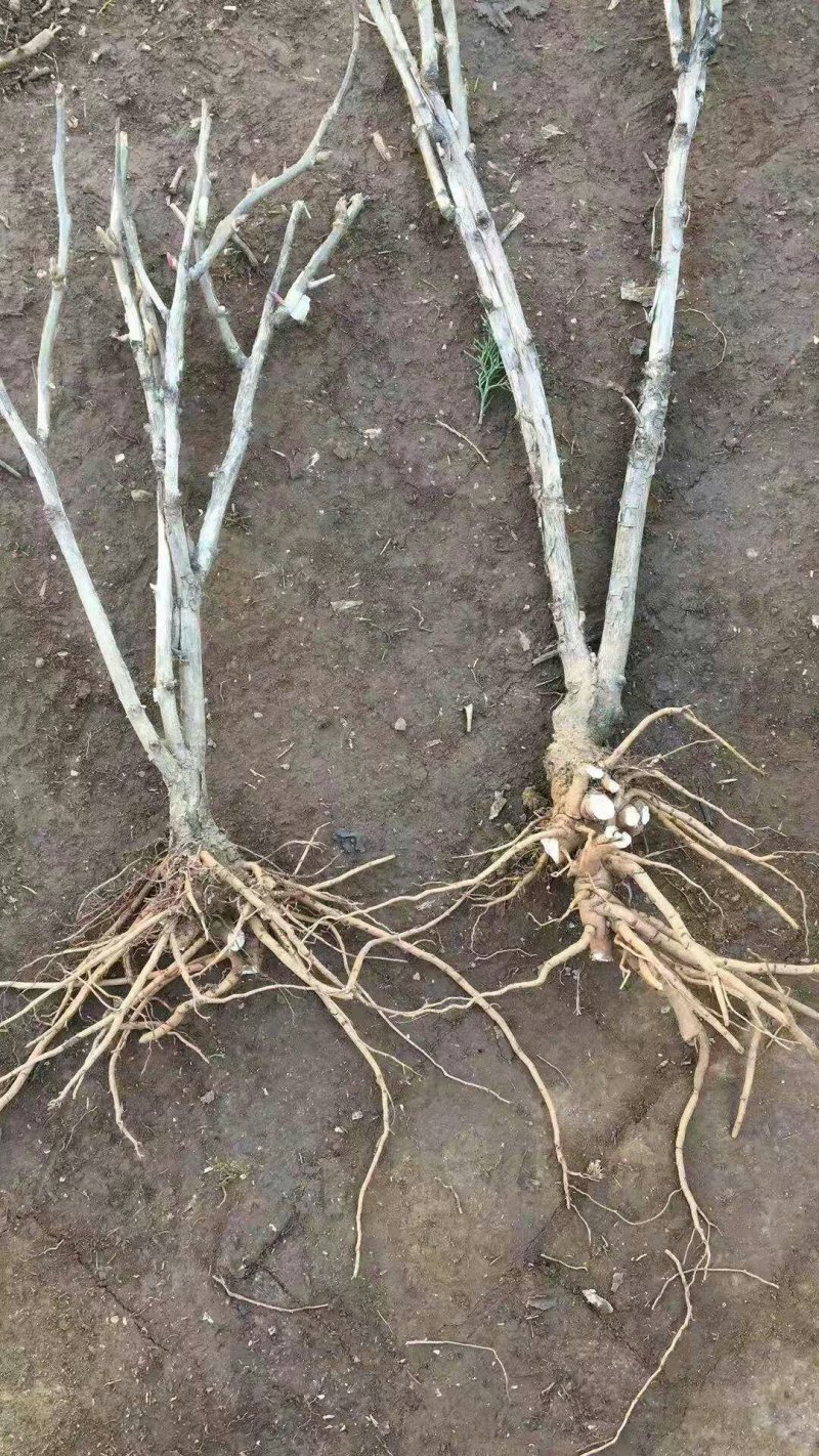 白勺芽，各种药材种苗