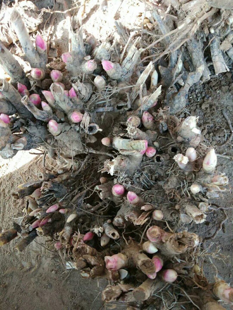 白勺芽，各种药材种苗