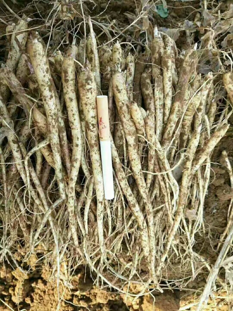 白勺芽，各种药材种苗