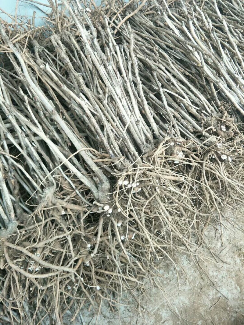 白勺芽，各种药材种苗