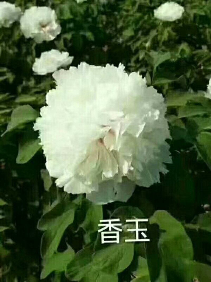 白勺芽，各种药材种苗