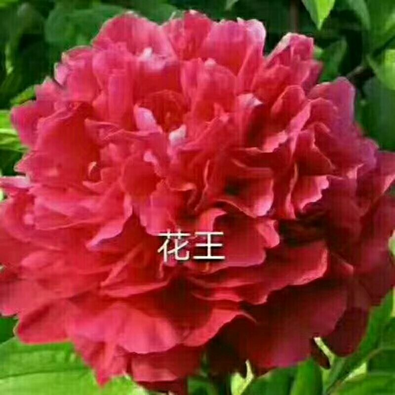 白勺芽，各种药材种苗