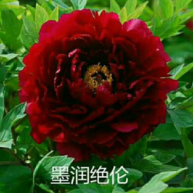 白勺芽，各种药材种苗