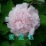 白勺芽，各种药材种苗