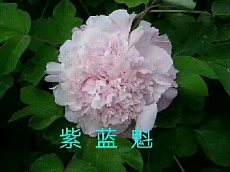 白勺芽，各种药材种苗