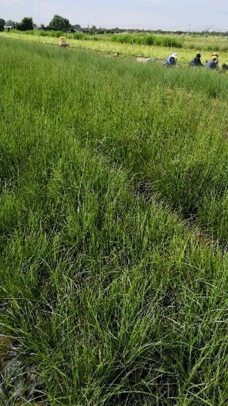 班叶芒
