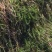 细叶芒班叶芒花叶芒晨光芒